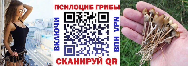Псилоцибиновые грибы Psilocybe  Салехард 